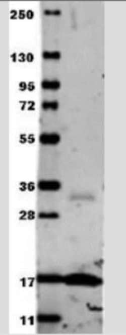 TNF-alpha Antibody - Azide Free, Novus Biologicals:Antibodies:Primary Antibodies